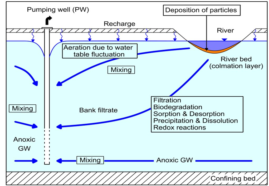 Schematic representation of water flow paths in riverbank filtration