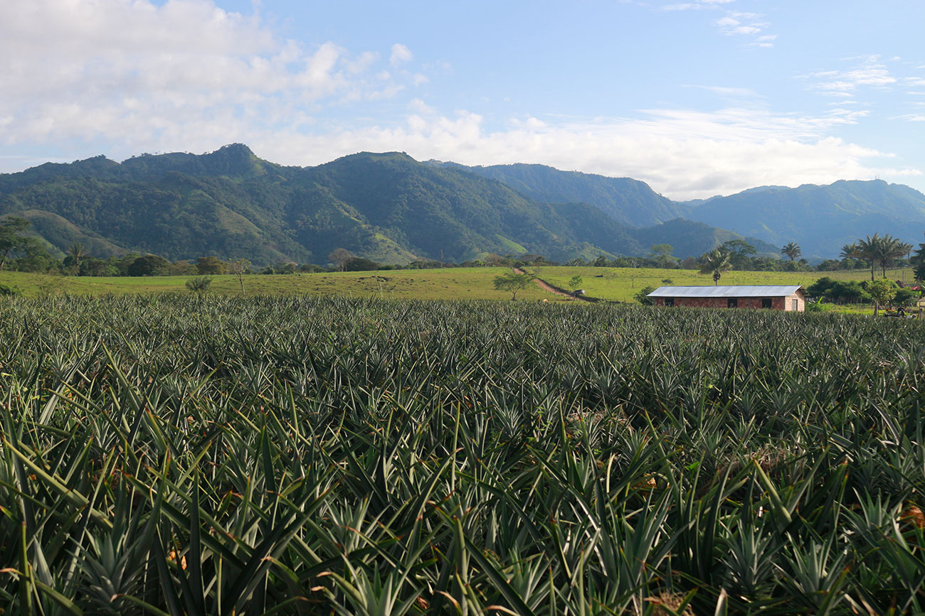 Pineapple field in the Andes